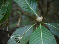 Psychotria truncata