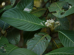 Psychotria truncata