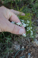 Arenaria aggregata
