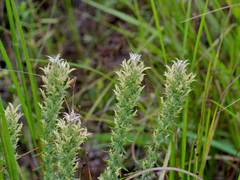 Liatris bridgesii