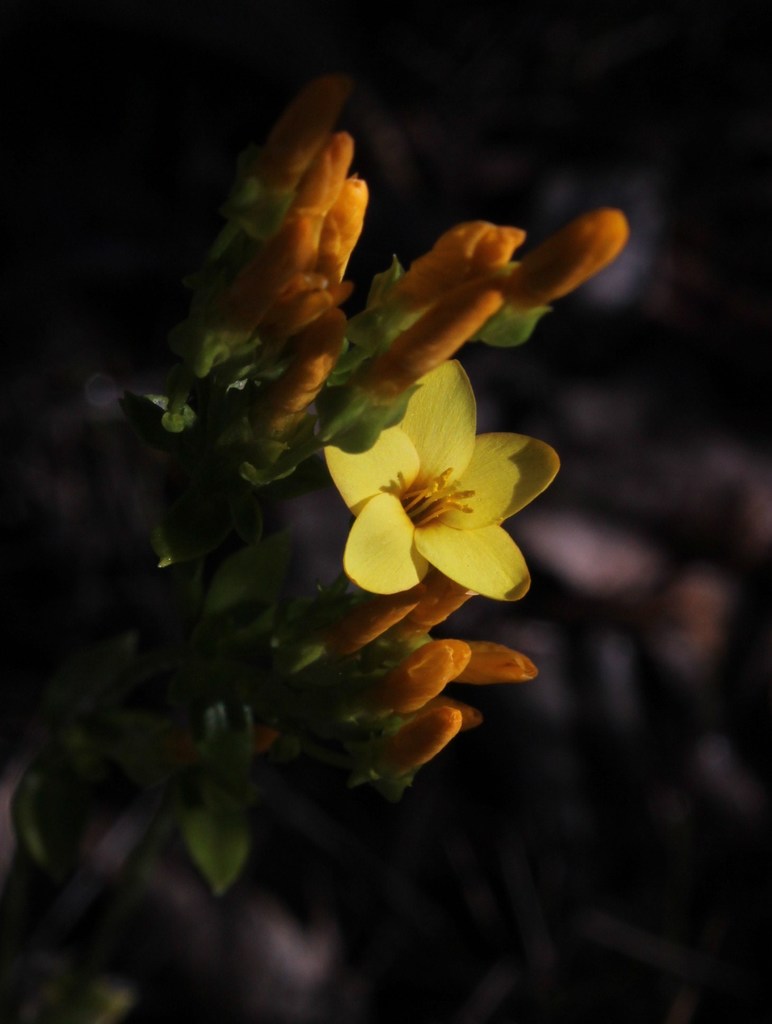 Tall Yellowwort