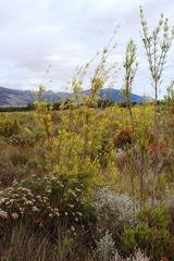 Leucadendron corymbosum