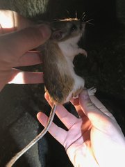 Dipodomys ordii