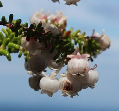 Erica formosa