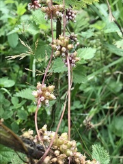 Cuscuta europaea