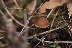 Cortinarius gentilis