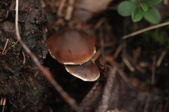 Cortinarius gentilis