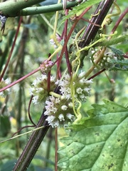 Cuscuta europaea