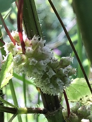 Cuscuta europaea