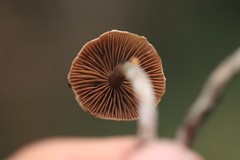 Cortinarius gentilis