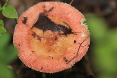 Russula intermedia