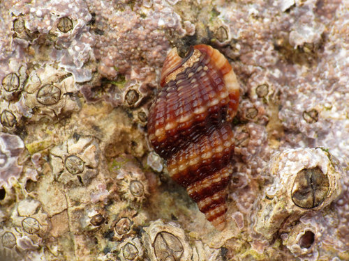 Tritia incrassata