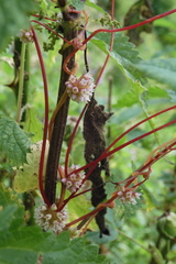 Cuscuta europaea