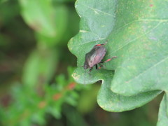 Rhacognathus punctatus