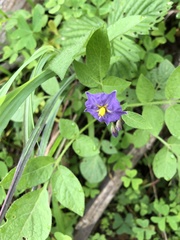 Solanum fendleri