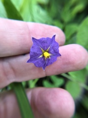 Solanum fendleri