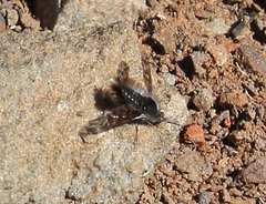 Australoechus megaspilus
