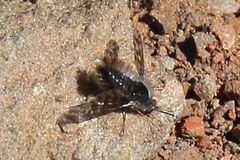 Australoechus megaspilus