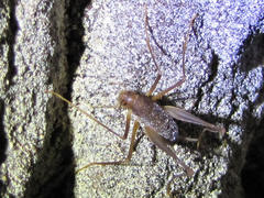 Spelaeiacris tabulae