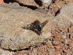 Australoechus megaspilus