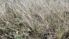 Scleropogon brevifolius