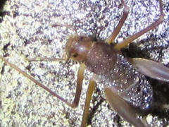 Spelaeiacris tabulae