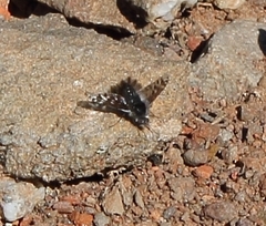Australoechus megaspilus
