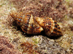 Aplus dorbignyi