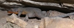 Ninurta coeruleopunctatus