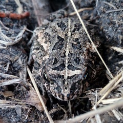 Sclerophrys gutturalis