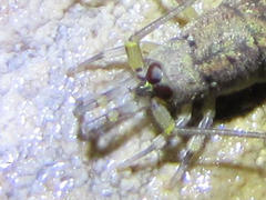 Machiloides