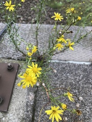 Senecio inaequidens