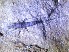 Machiloides