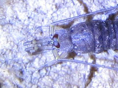 Machiloides