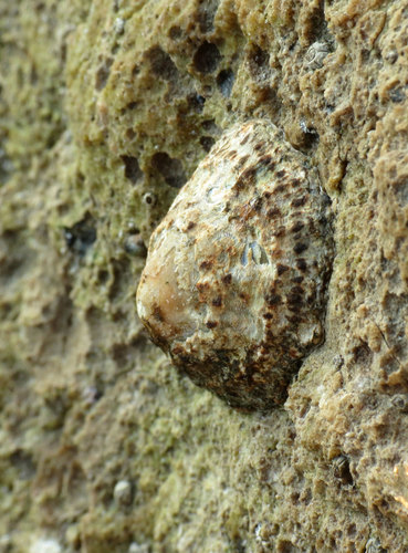Patella rustica