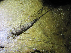 Machiloides