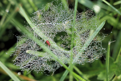 Araneae