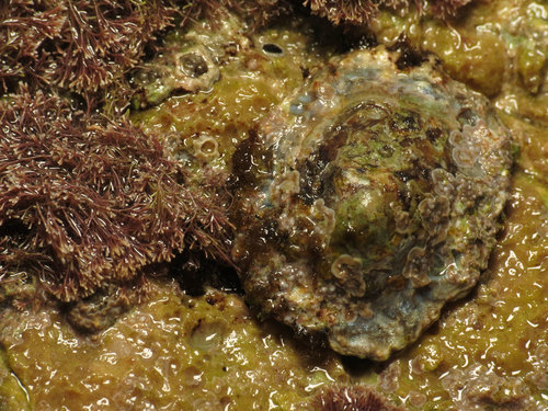Patellidae