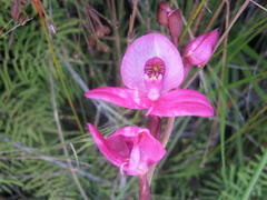 Disa racemosa