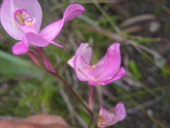 Disa racemosa