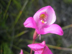 Disa racemosa