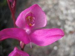 Disa racemosa
