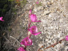 Disa racemosa