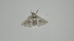 Leucinodes orbonalis