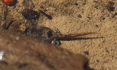Pyxicephalidae