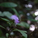 Acilepis ornata - Photo (c) Dinesh Valke, algunos derechos reservados (CC BY-SA)