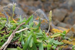 Plantago carnosa