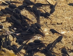 Vandijkophrynus