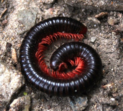 Orthoporoides tabulinus