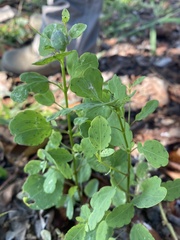 Porophyllum ruderale macrocephalum